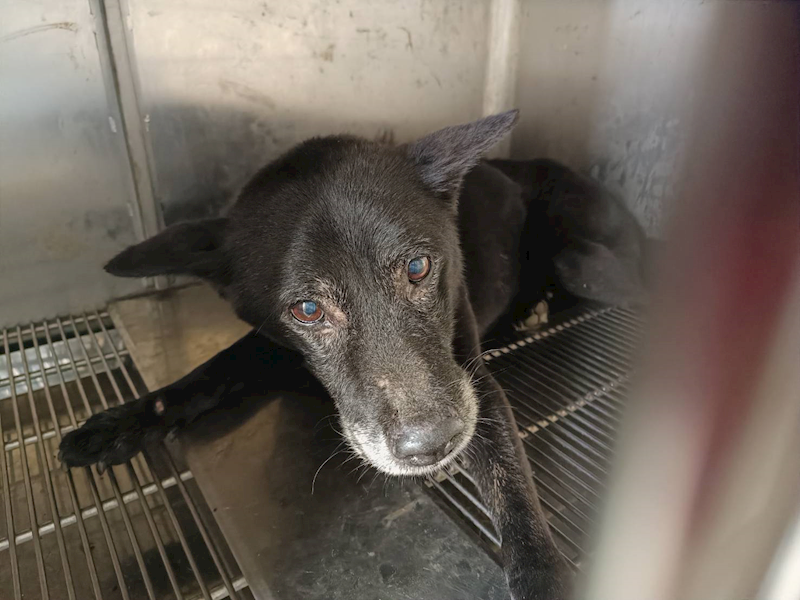 新竹市動物保護教育園區,編號:455546, 混種犬          
