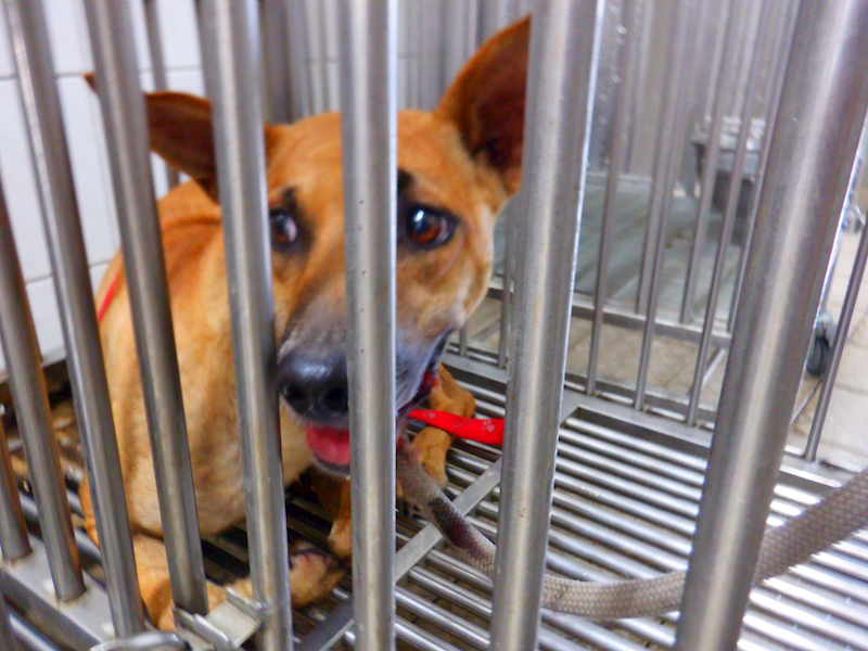 南投縣公立動物收容所,編號:455318, 混種犬          