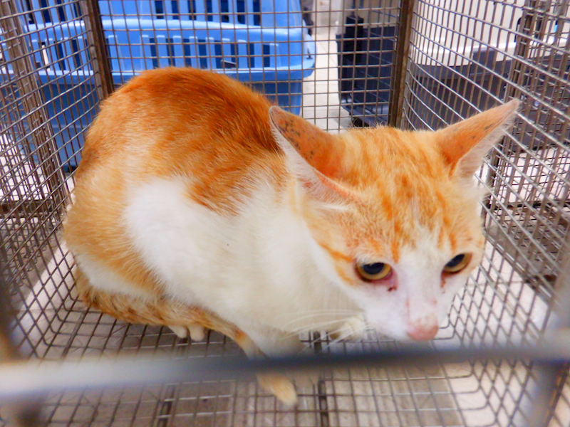 南投縣公立動物收容所,編號:455339, 混種貓                 
