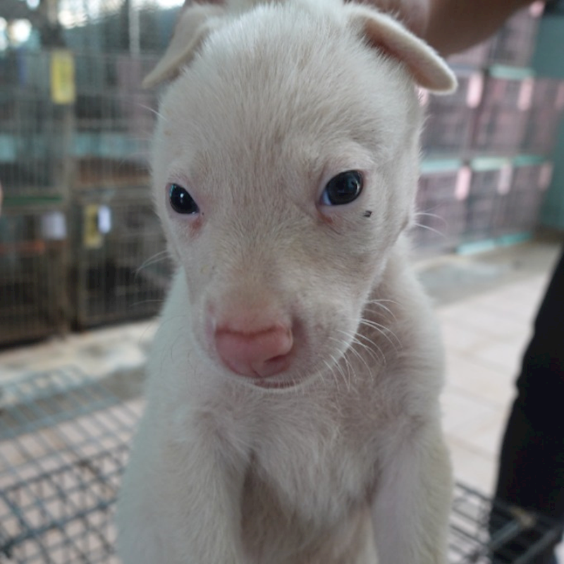 臺南市動物之家灣裡站,編號:455451, 混種犬          