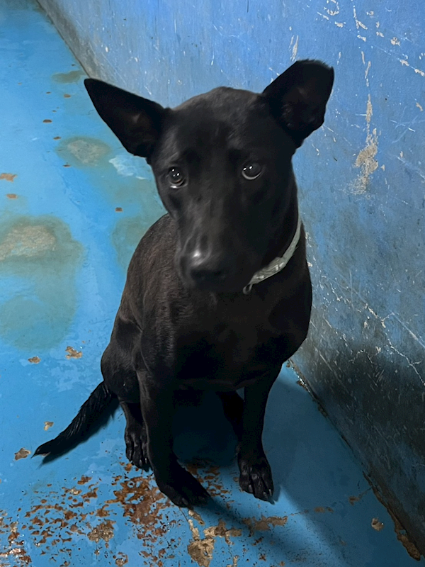 苗栗縣動物保護教育園區,編號:452757, 混種犬          