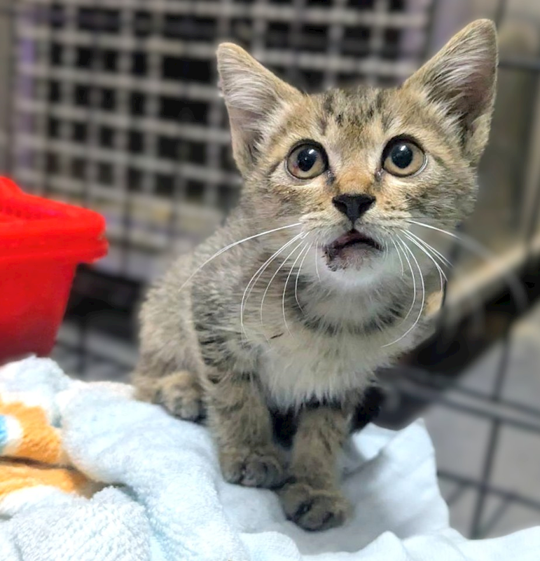 新竹縣動物保護教育園區,編號:455511, 混種貓                 