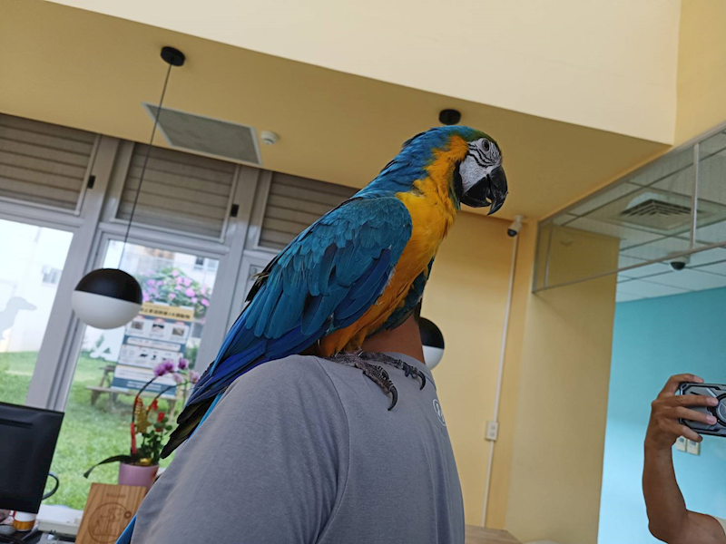 新竹市動物保護教育園區,編號:455630, 琉璃金剛鸚鵡