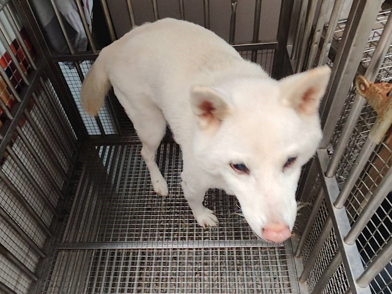 高雄市壽山動物保護教育園區,編號:441101, 柴犬                  