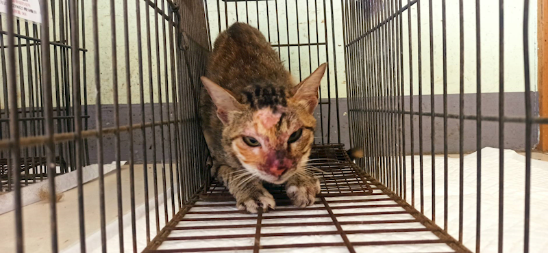 金門縣動物收容中心,編號:455620, 混種貓                 