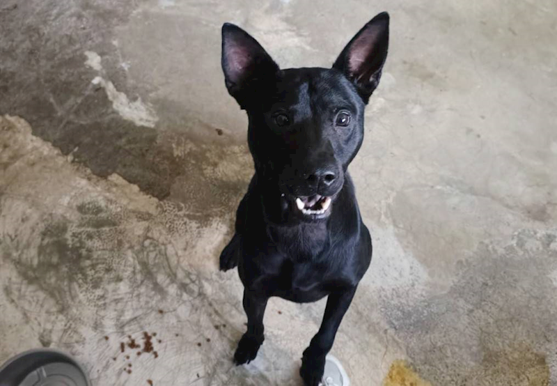 新竹市動物保護教育園區,編號:452236, 混種犬          