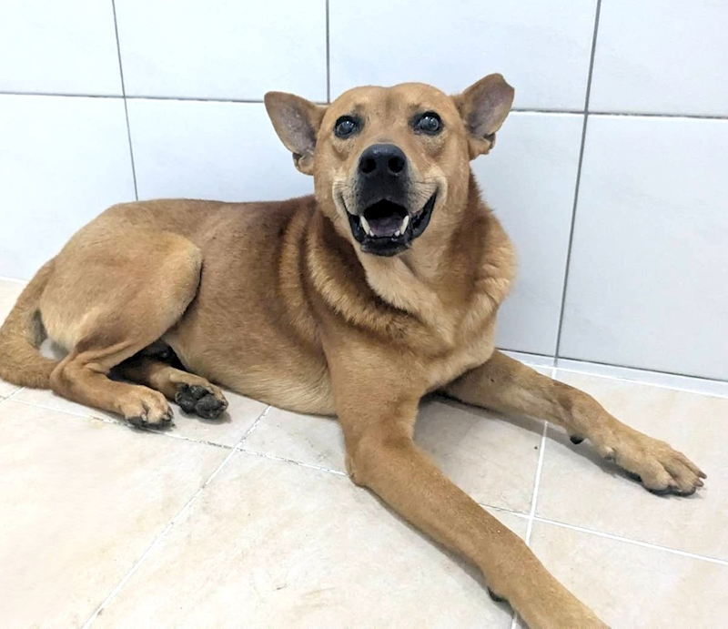 新竹縣動物保護教育園區,編號:455563, 混種犬          