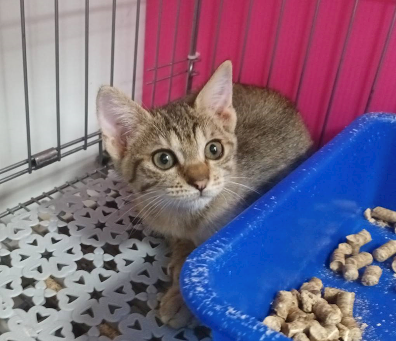 新北市板橋區公立動物之家,編號:455612, 混種貓                 