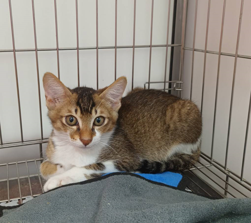 新北市板橋區公立動物之家,編號:455613, 混種貓                 
