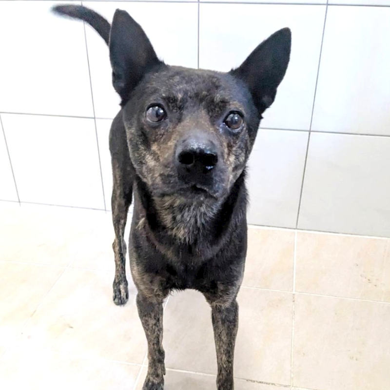 新竹縣動物保護教育園區,編號:455489, 混種犬          