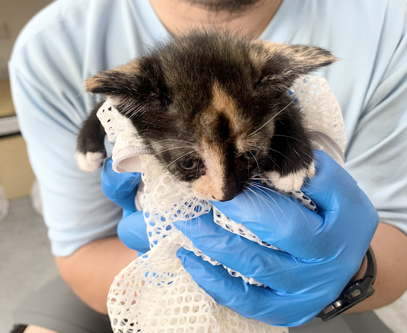 臺北市動物之家,編號:455607, 混種貓                 