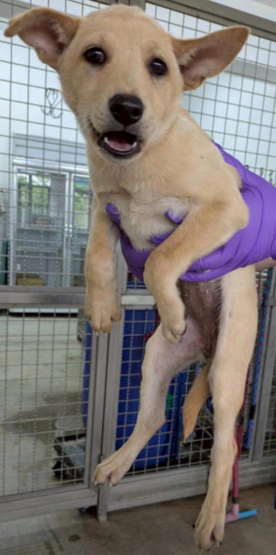 花蓮縣狗貓躍動園區,編號:445276, 混種犬          
