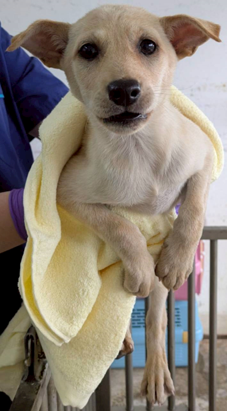 花蓮縣狗貓躍動園區,編號:445278, 混種犬          