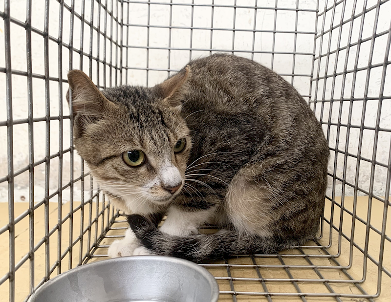 臺北市動物之家,編號:455604, 混種貓                 