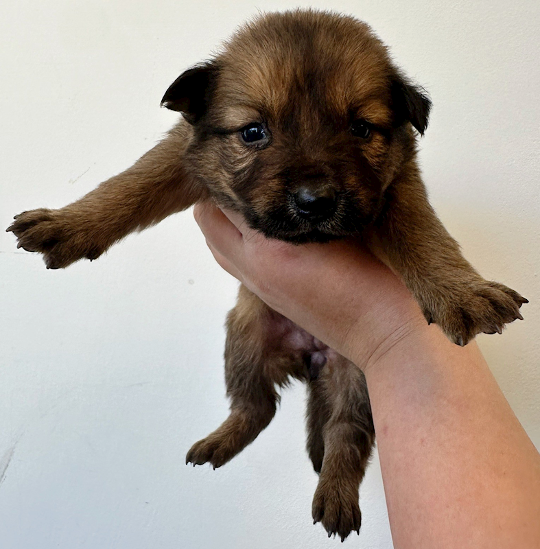 花蓮縣狗貓躍動園區,編號:445413, 混種犬          
