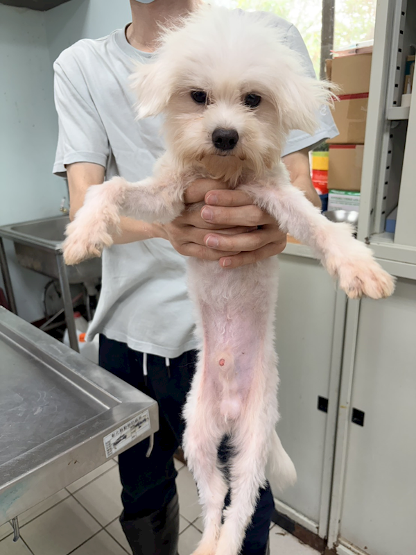 彰化縣流浪狗中途之家,編號:451277, 瑪爾濟斯犬           