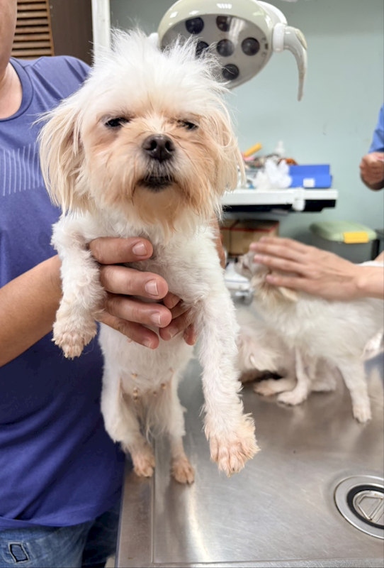 彰化縣流浪狗中途之家,編號:451276, 瑪爾濟斯犬           