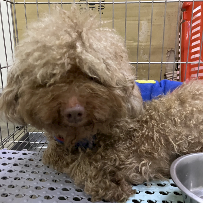 新北市新店區公立動物之家,編號:450081, 貴賓犬        