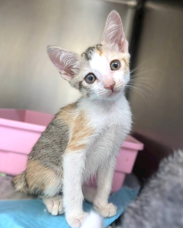 新竹縣動物保護教育園區,編號:455509, 混種貓                 