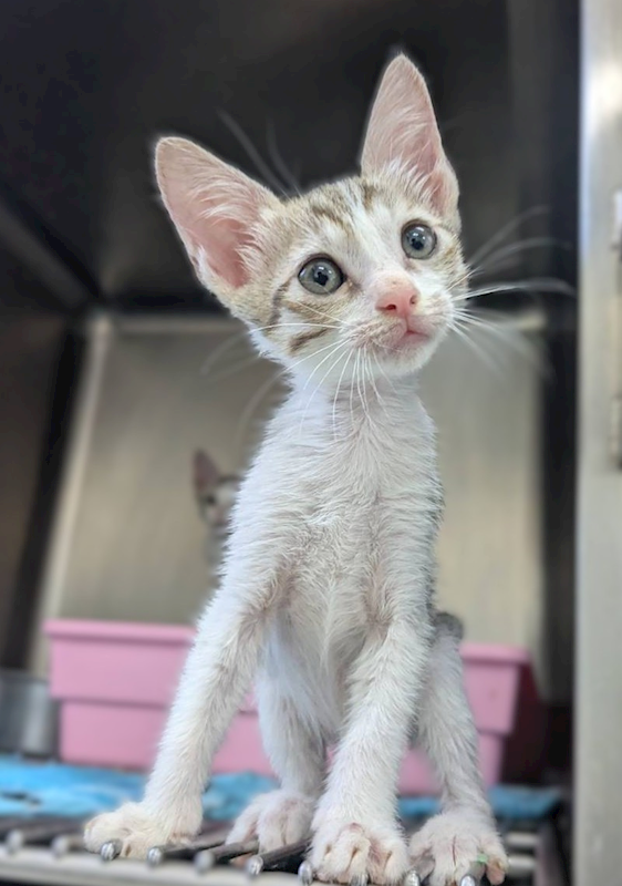新竹縣動物保護教育園區,編號:455508, 混種貓                 