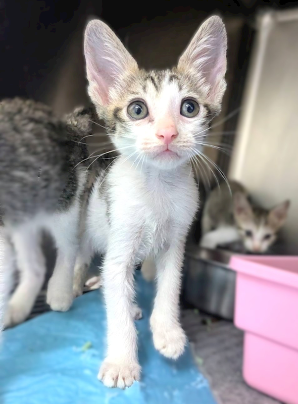 新竹縣動物保護教育園區,編號:455507, 混種貓                 