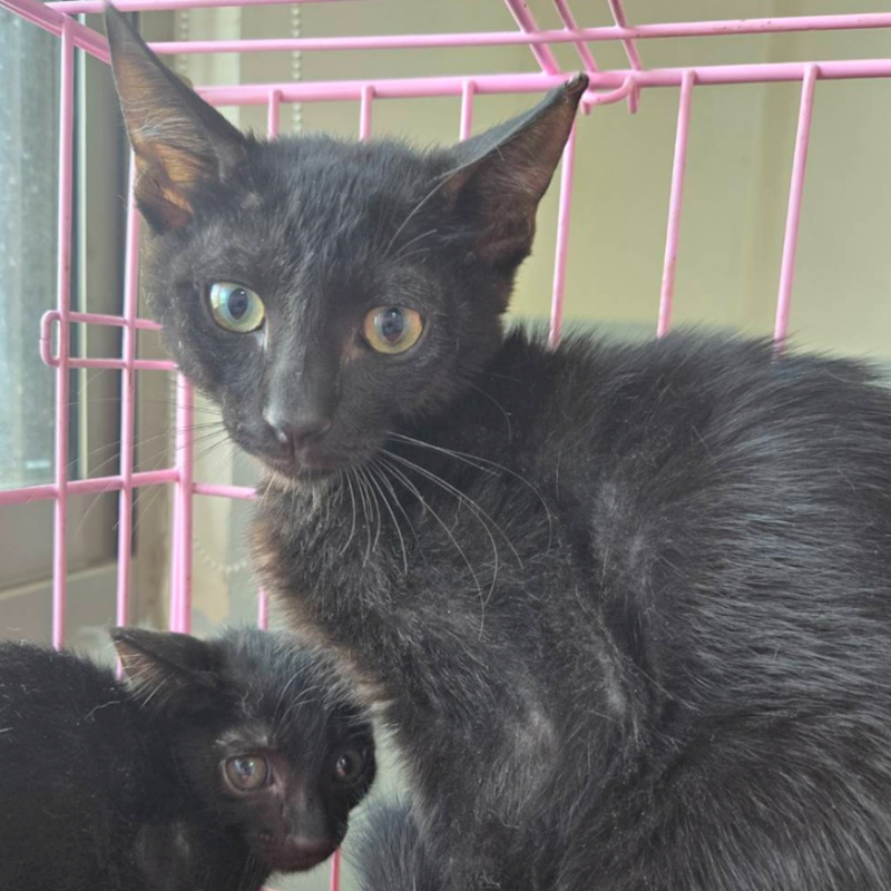 臺南市動物之家灣裡站,編號:453102, 混種貓                 