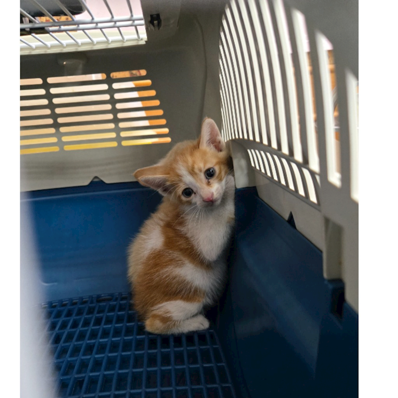 臺南市動物之家灣裡站,編號:452075, 混種貓                 