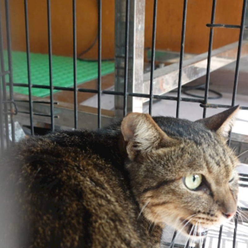 臺南市動物之家灣裡站,編號:451376, 混種貓                 