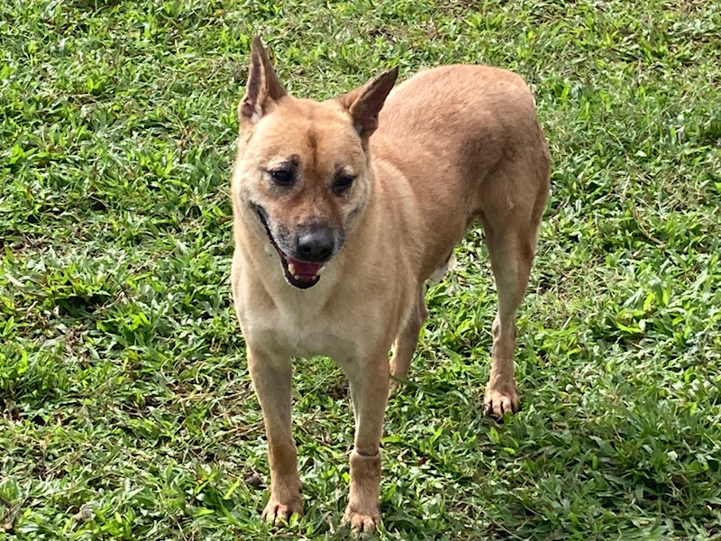 臺北市動物之家,編號:77260, 混種犬          