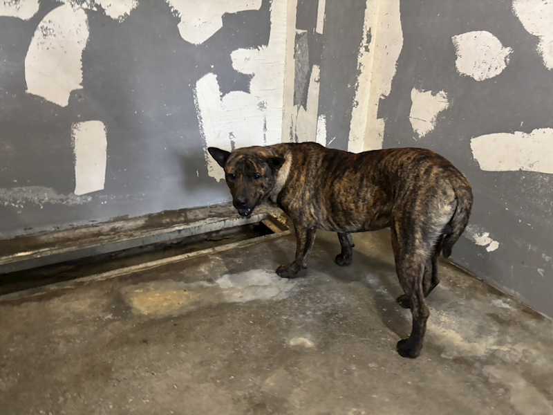 新竹市動物保護教育園區,編號:451935, 混種犬          