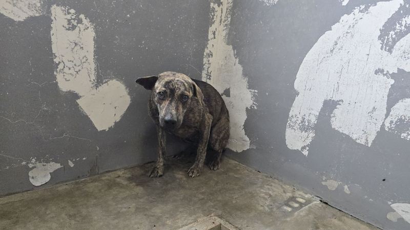 新竹市動物保護教育園區,編號:451435, 混種犬          