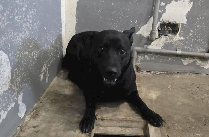 新竹市動物保護教育園區,編號:453493, 混種犬          