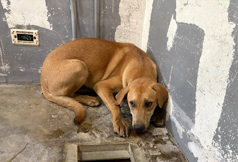 新竹市動物保護教育園區,編號:450057, 混種犬          