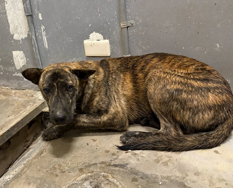新竹市動物保護教育園區,編號:450372, 混種犬          
