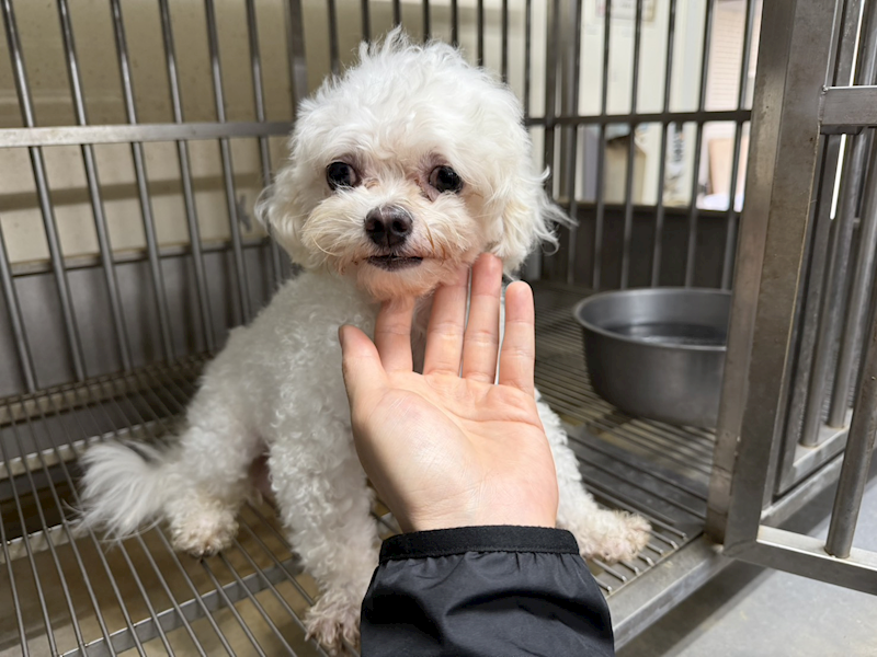 桃園市動物保護教育園區,編號:455632, 瑪爾濟斯犬           