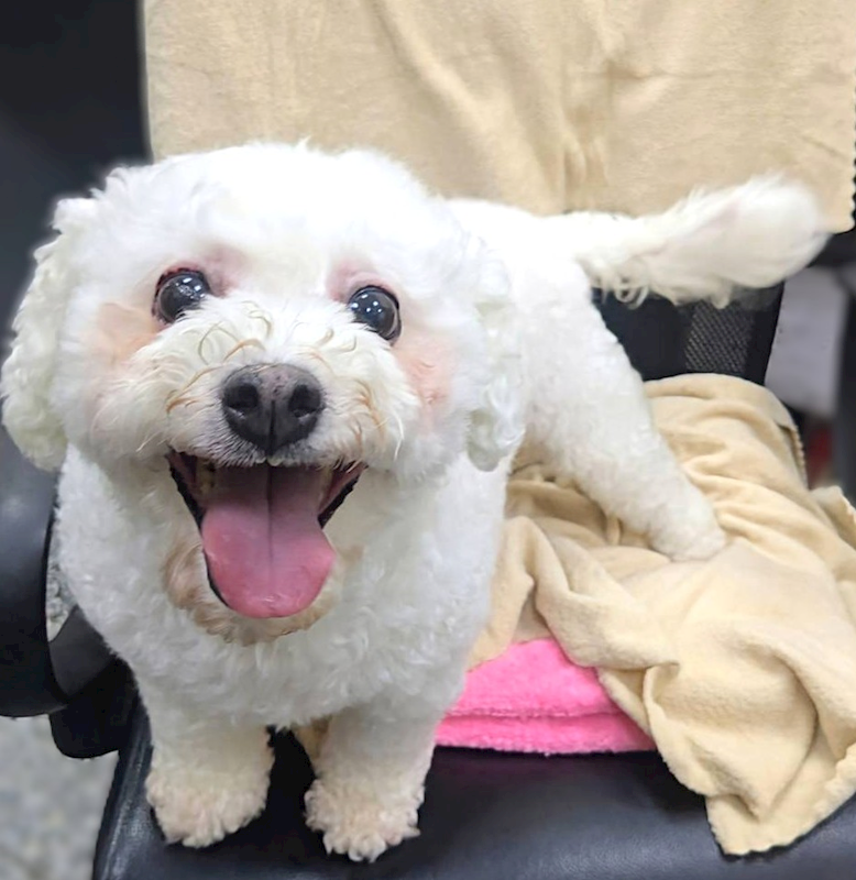 新竹縣動物保護教育園區,編號:455514, 比熊犬