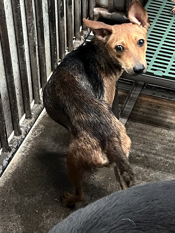 彰化縣流浪狗中途之家,編號:451560, 混種犬          