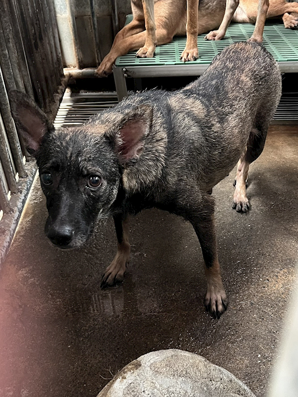彰化縣流浪狗中途之家,編號:451847, 混種犬          