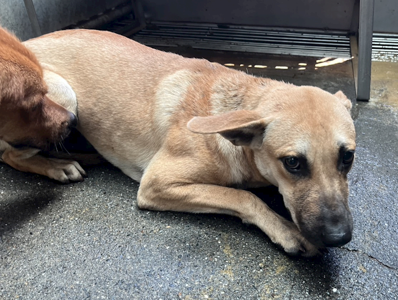 彰化縣流浪狗中途之家,編號:453327, 混種犬          