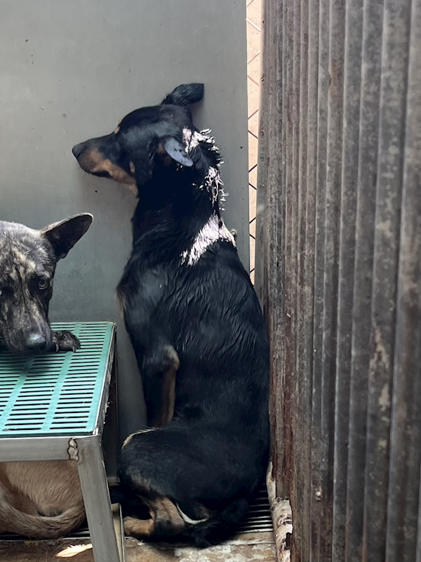 彰化縣流浪狗中途之家,編號:453484, 混種犬          