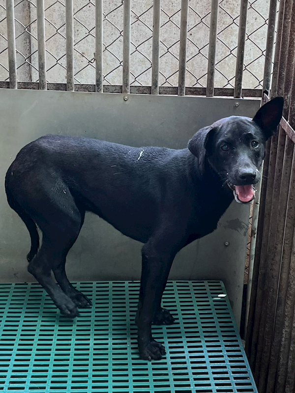 彰化縣流浪狗中途之家,編號:452241, 混種犬          