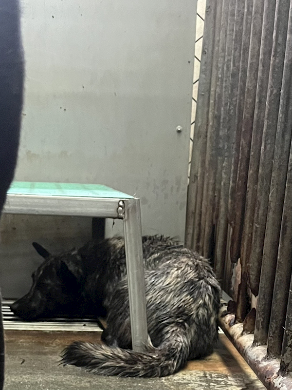 彰化縣流浪狗中途之家,編號:452835, 混種犬          