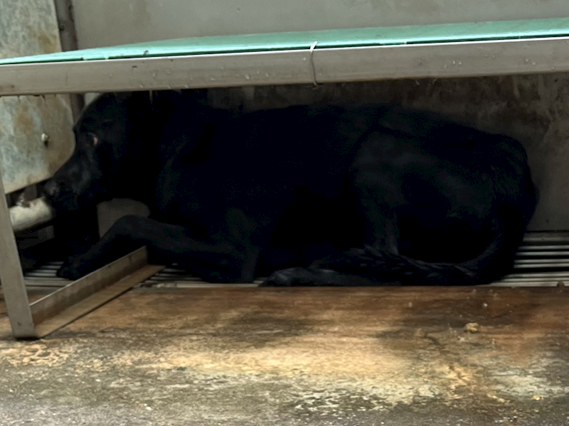 彰化縣流浪狗中途之家,編號:452242, 混種犬          