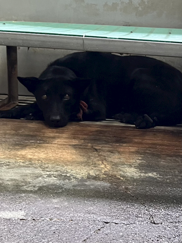 彰化縣流浪狗中途之家,編號:452541, 混種犬          