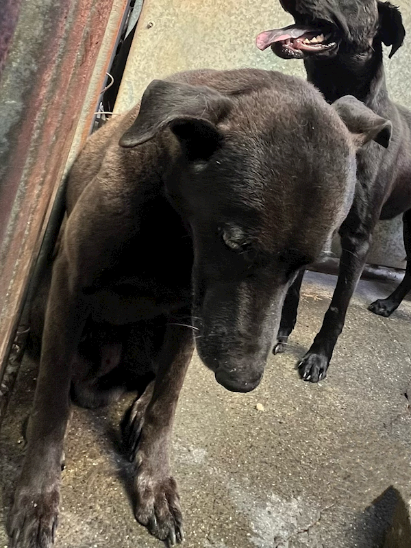 彰化縣流浪狗中途之家,編號:451789, 混種犬          