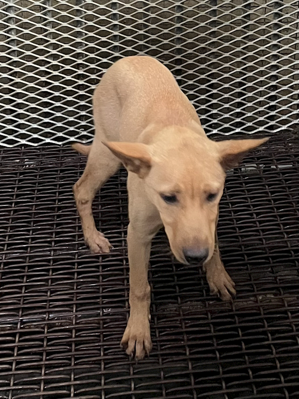 彰化縣流浪狗中途之家,編號:448522, 混種犬          