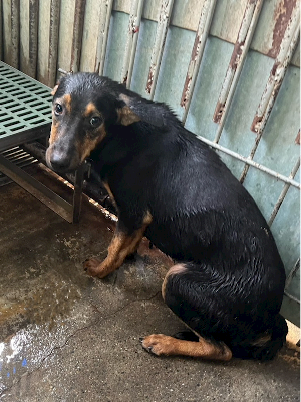 彰化縣流浪狗中途之家,編號:453049, 混種犬          