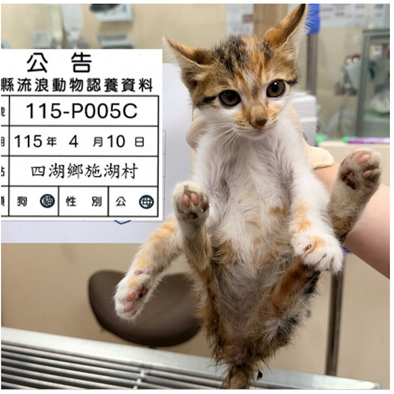 雲林縣流浪動物收容所,編號:449028, 混種貓                 