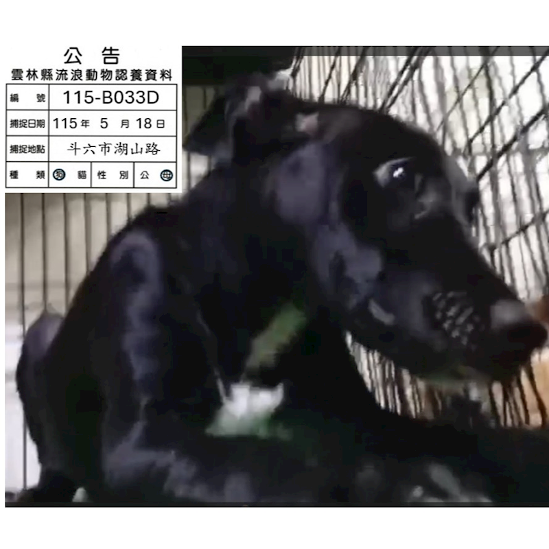 雲林縣流浪動物收容所,編號:455314, 混種犬          