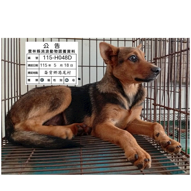 雲林縣流浪動物收容所,編號:455324, 混種犬          